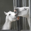 Lipizzaner in den Stallungen der Wiener Hofreitschule